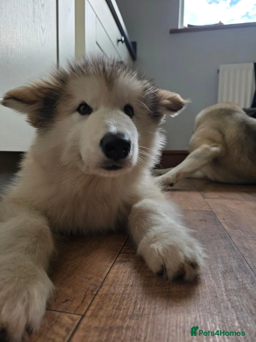 Alaskan Malamute dogs for sale: Pretty Alaskan Malamute  in Salisbury - Advert 5