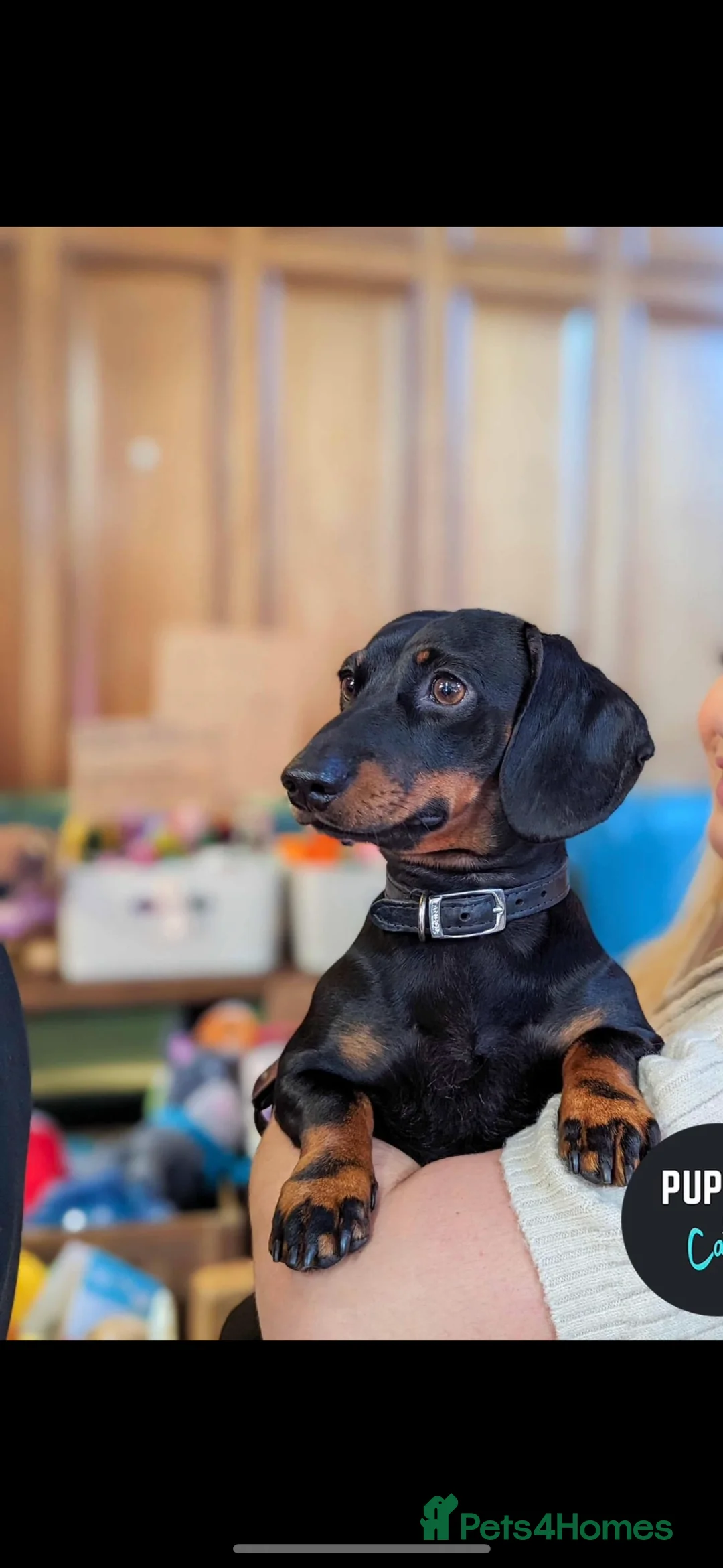 Miniature Dachshund dogs for stud: Proven Stud Black & Tan Miniature Dachshund Stud in Durham - Advert 10