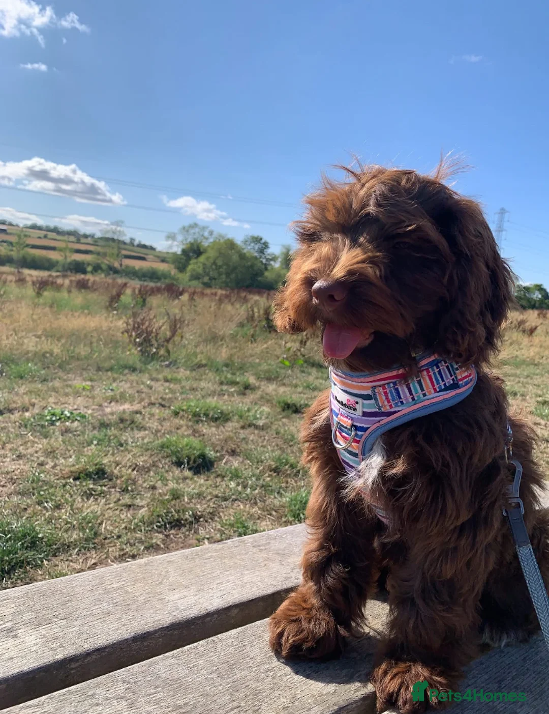 Gallery Image {{count}}