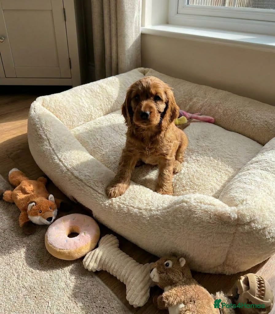 Cocker Spaniel dogs for sale: Cocker spaniel puppies in Edinburgh - Advert 4