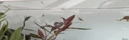 Frog reptiles for sale: African clawed froglets - Advert 3
