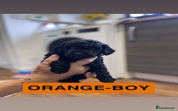Cockapoo dogs for sale: Beautiful F1B Cockerpoos🐶 - Image 14