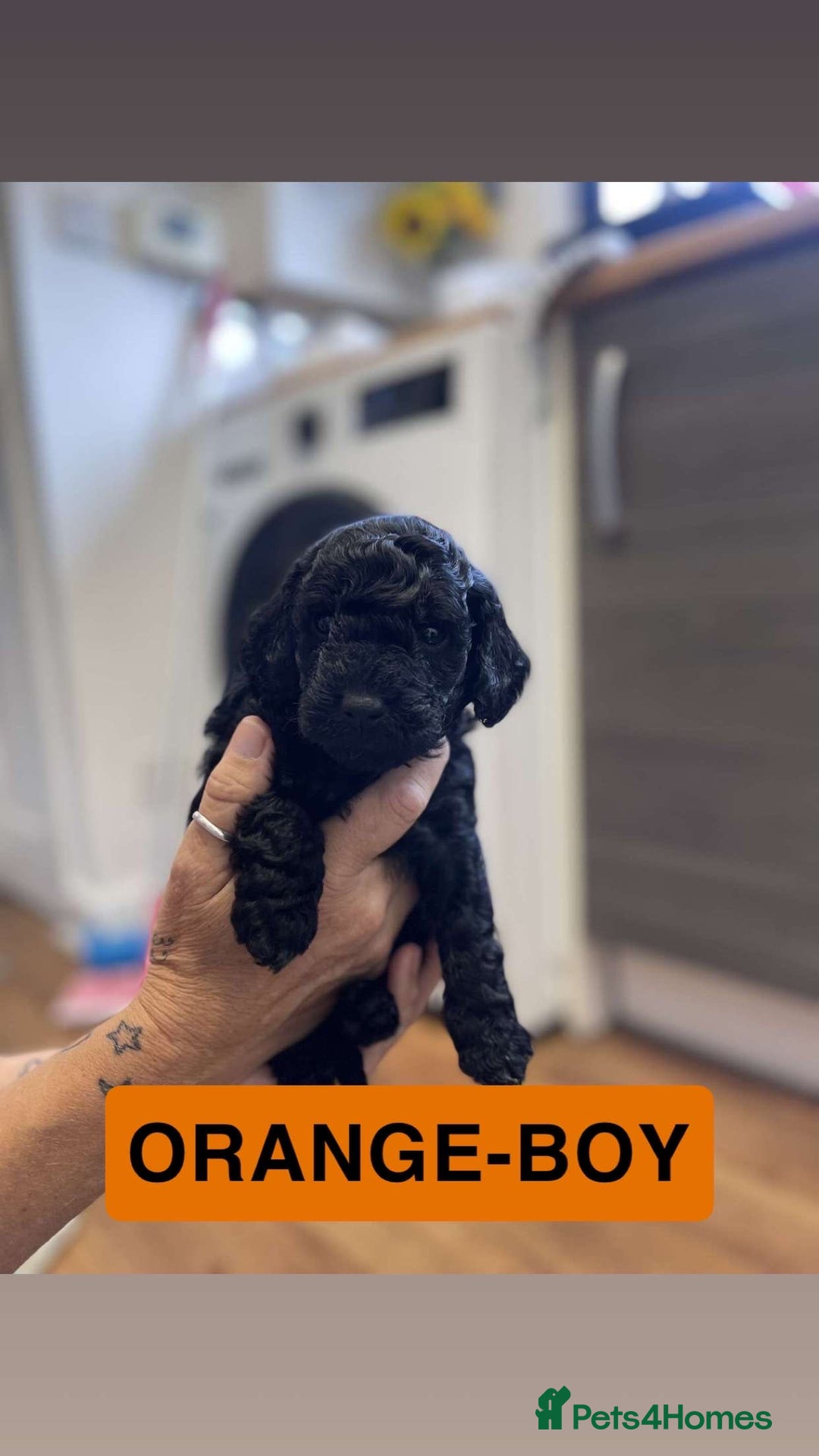 Cockapoo dogs for sale: Beautiful F1B Cockerpoos🐶 - Image 14