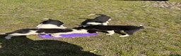 Border Collie dogs for sale: Border collie pups  in Haltwhistle - Advert 10