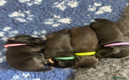 Miniature Schnauzer dogs for sale: Beautiful litter of Miniature Shnauzers  - Image 13