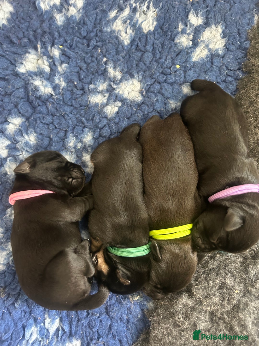 Miniature Schnauzer dogs for sale: Beautiful litter of Miniature Shnauzers  - Image 13