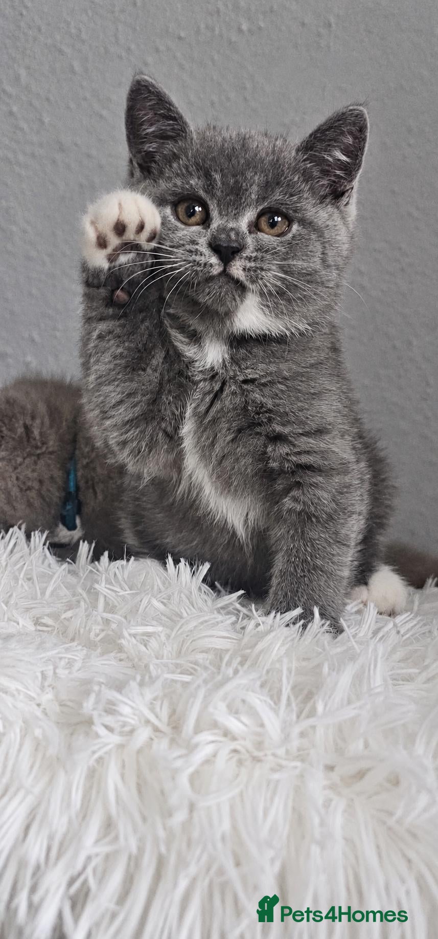 British Shorthair cats GCCF Registered British Shorthair Kittens - Advert 2