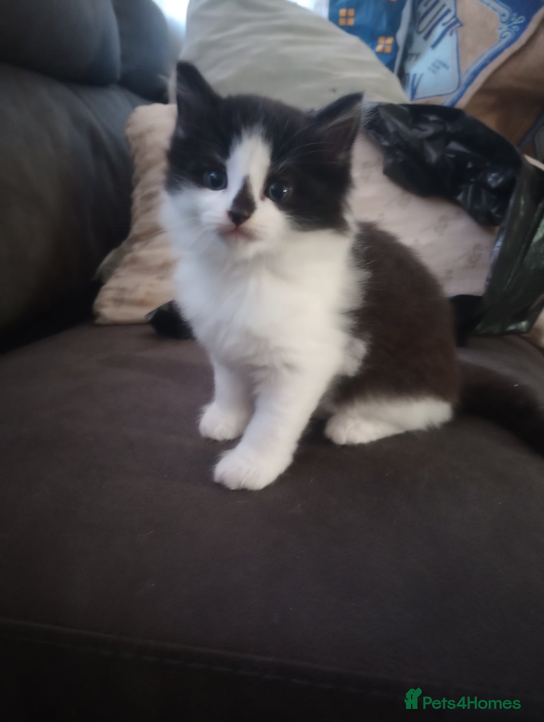 Mixed Breed cats for sale: Kittens  - Image 3
