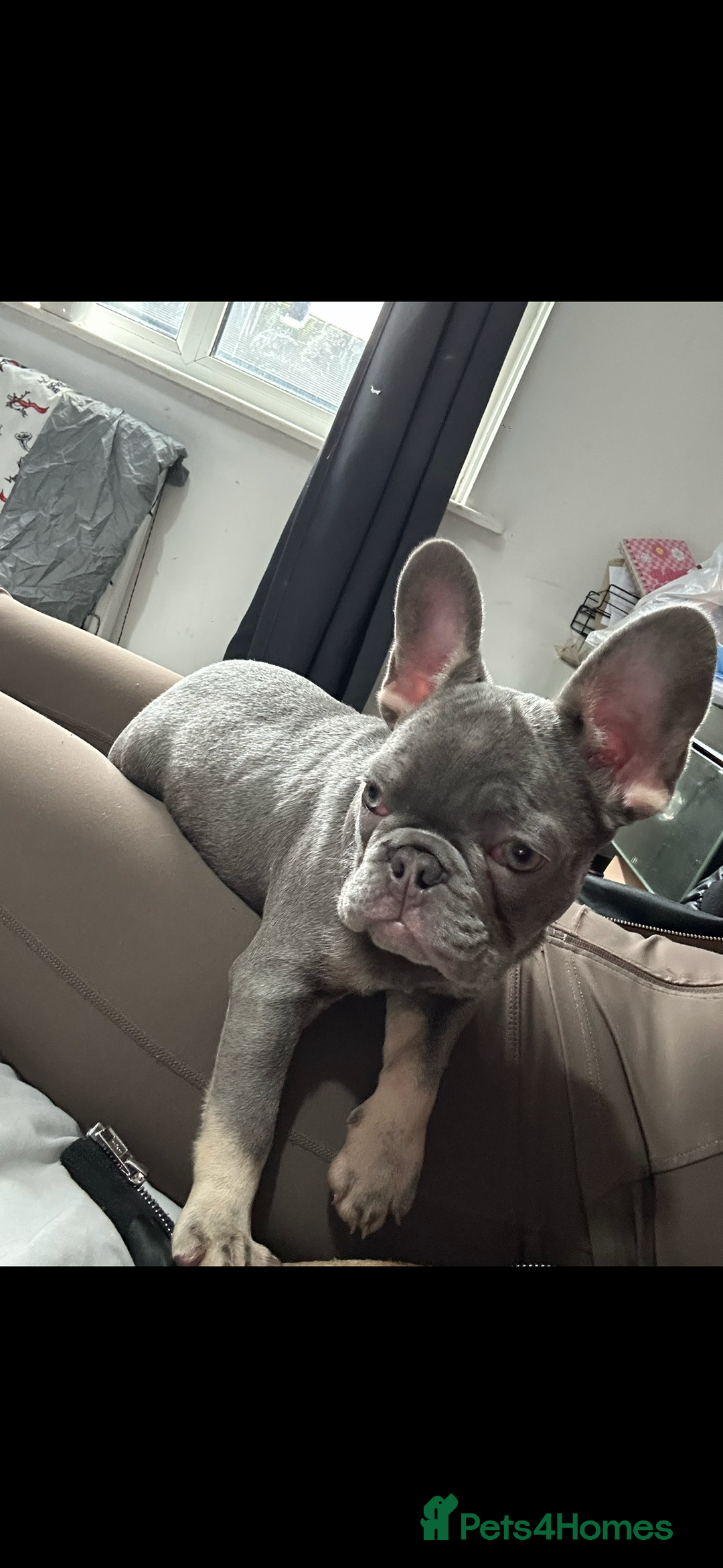 French Bulldog dogs for sale: Lilac and tan frenchie pup - Advert 2