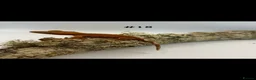 Gecko reptiles for sale: NEW Adult + Juvenile Crested Geckos + Lilly Whites - Advert 36