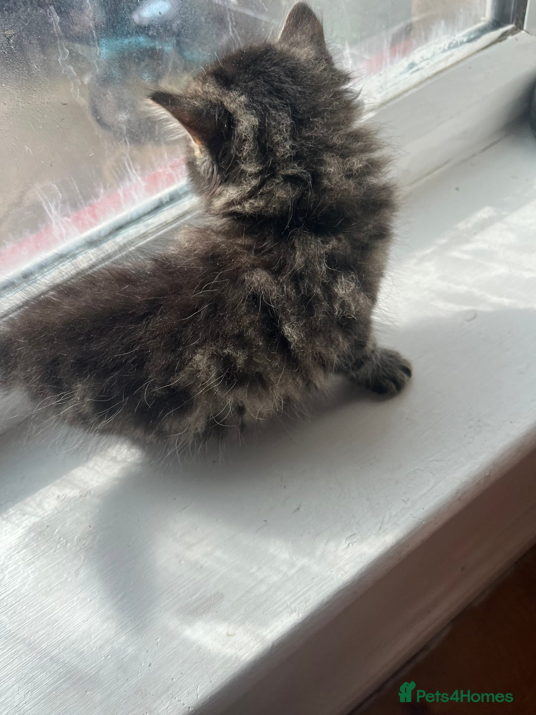Bengal cats for sale: Bengal kittens - Image 8