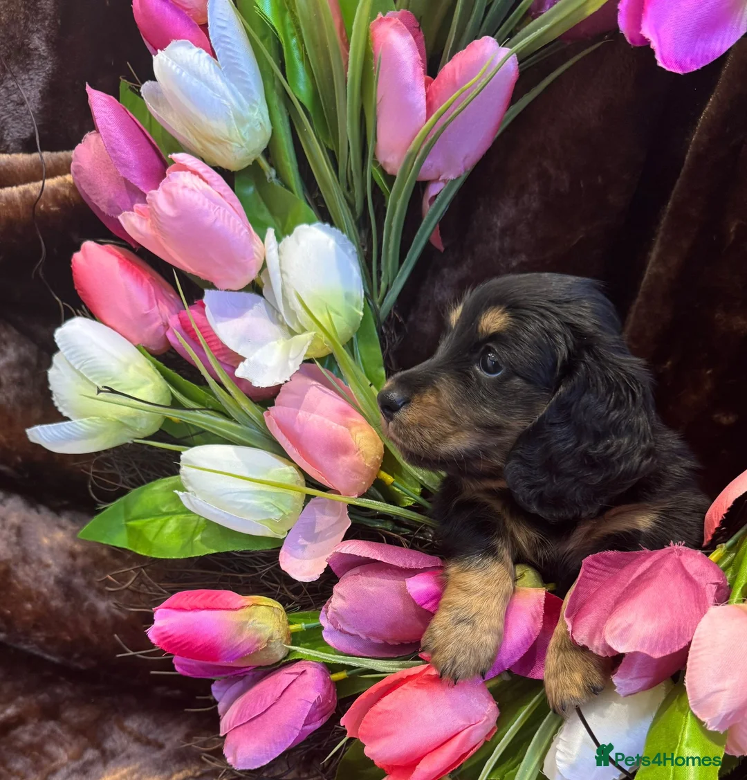 Miniature Dachshund dogs for sale: Beautiful Long Haired Miniature Dachshund Pups 🐶  - Advert 39