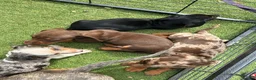 Dachshund dogs for sale: Dachshund in Gloucester - Advert 19
