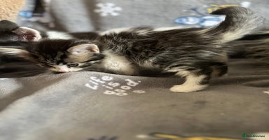 Mixed Breed cats - Advert 6