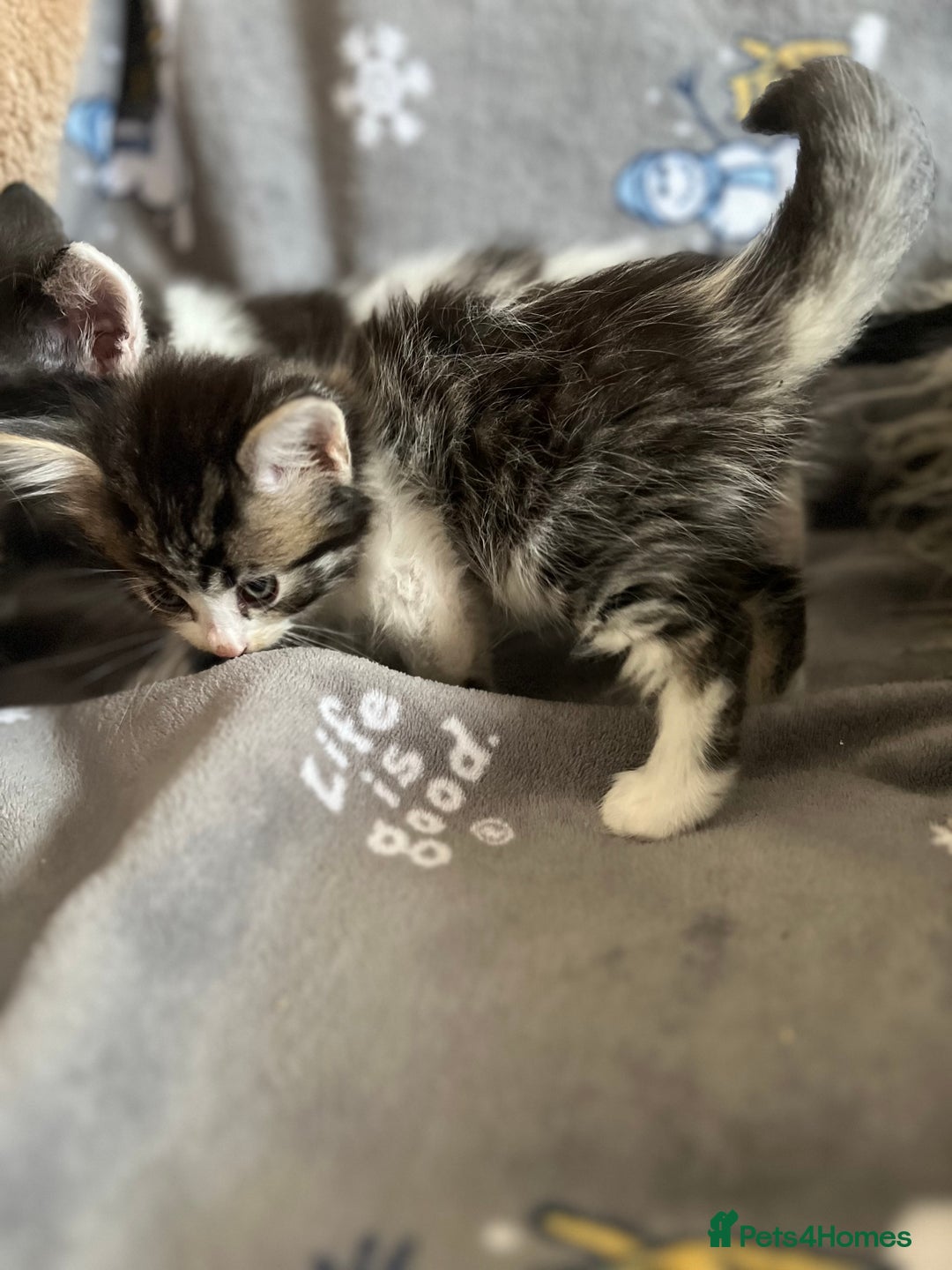 Mixed Breed cats for sale: Kittens  - Image 2