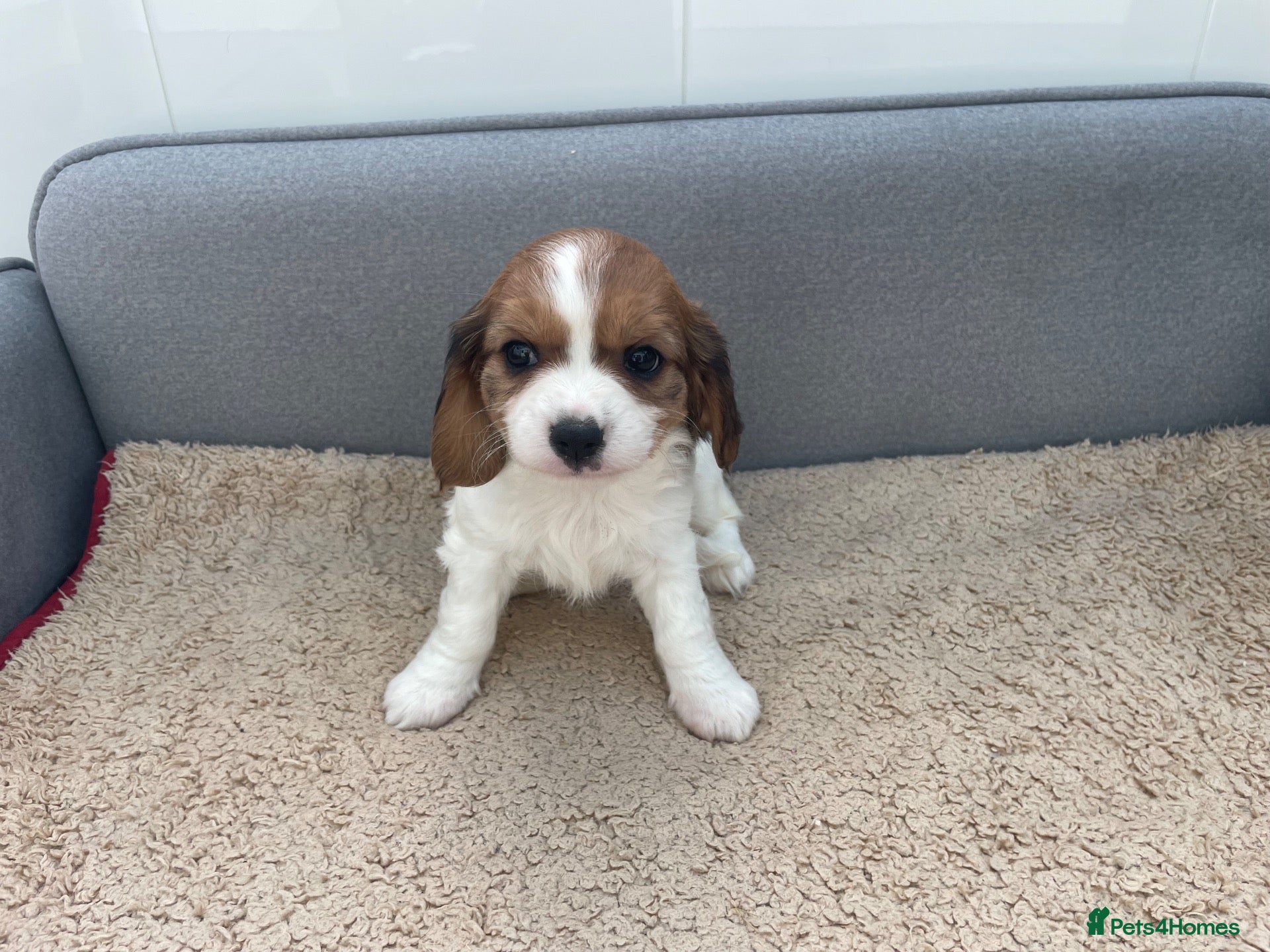 Cavachon dogs Beautiful Cavachon puppies for sale - Advert 2