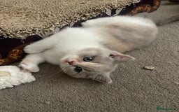 British Shorthair cats for sale: British Shorthair Kittens - Ready in 3 Weeks! - Image 8