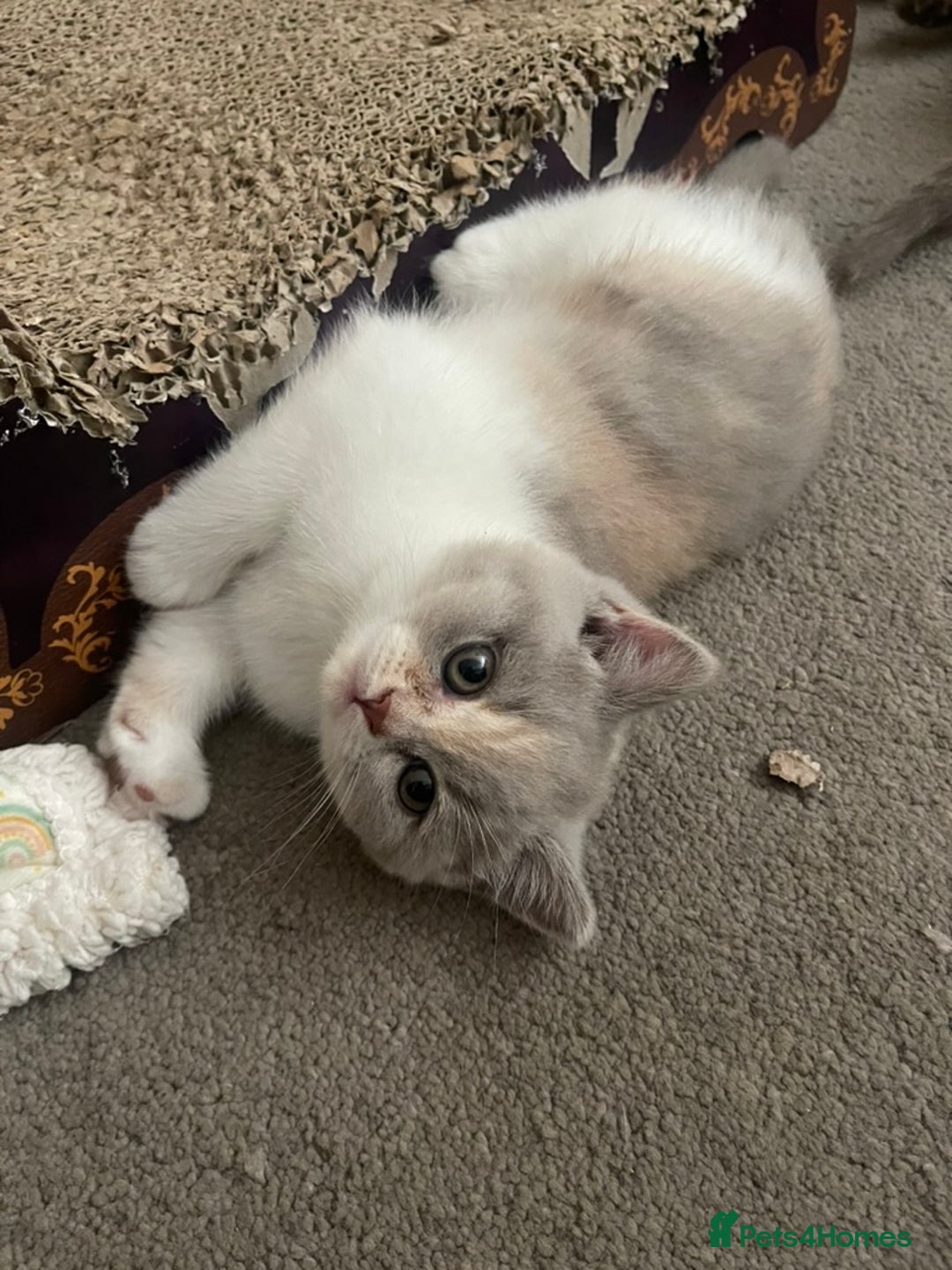 British Shorthair cats for sale: British Shorthair Kittens - Ready in 3 Weeks! - Image 8