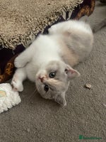 British Shorthair cats - Advert 12