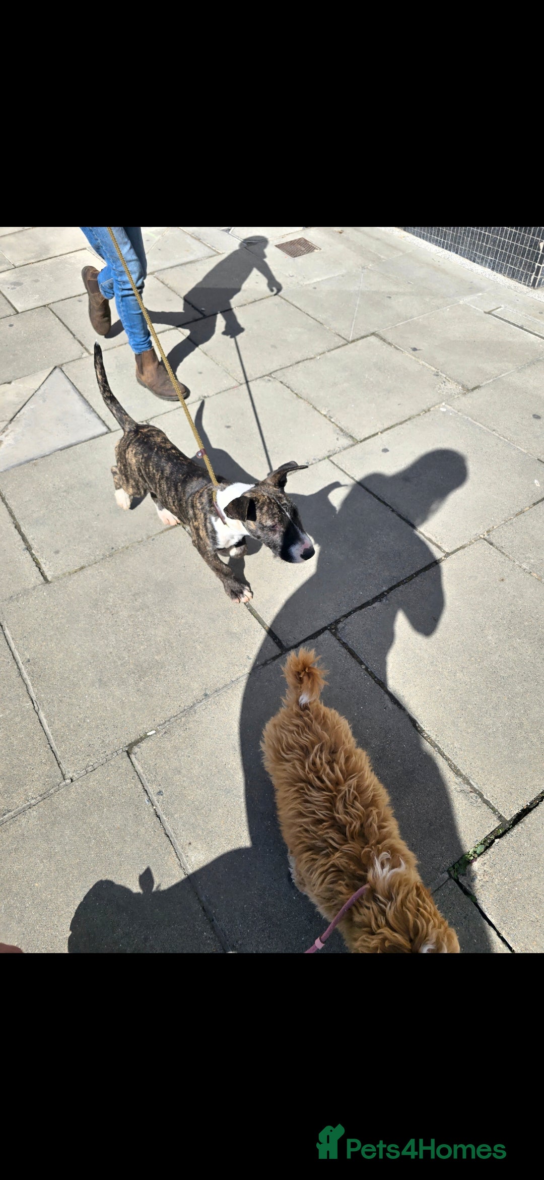 English Bull Terrier dogs for sale: Potato on legs - Advert 10