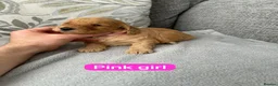 Cockapoo dogs for sale: Stunning F1 Cockapoo’s - Advert 21