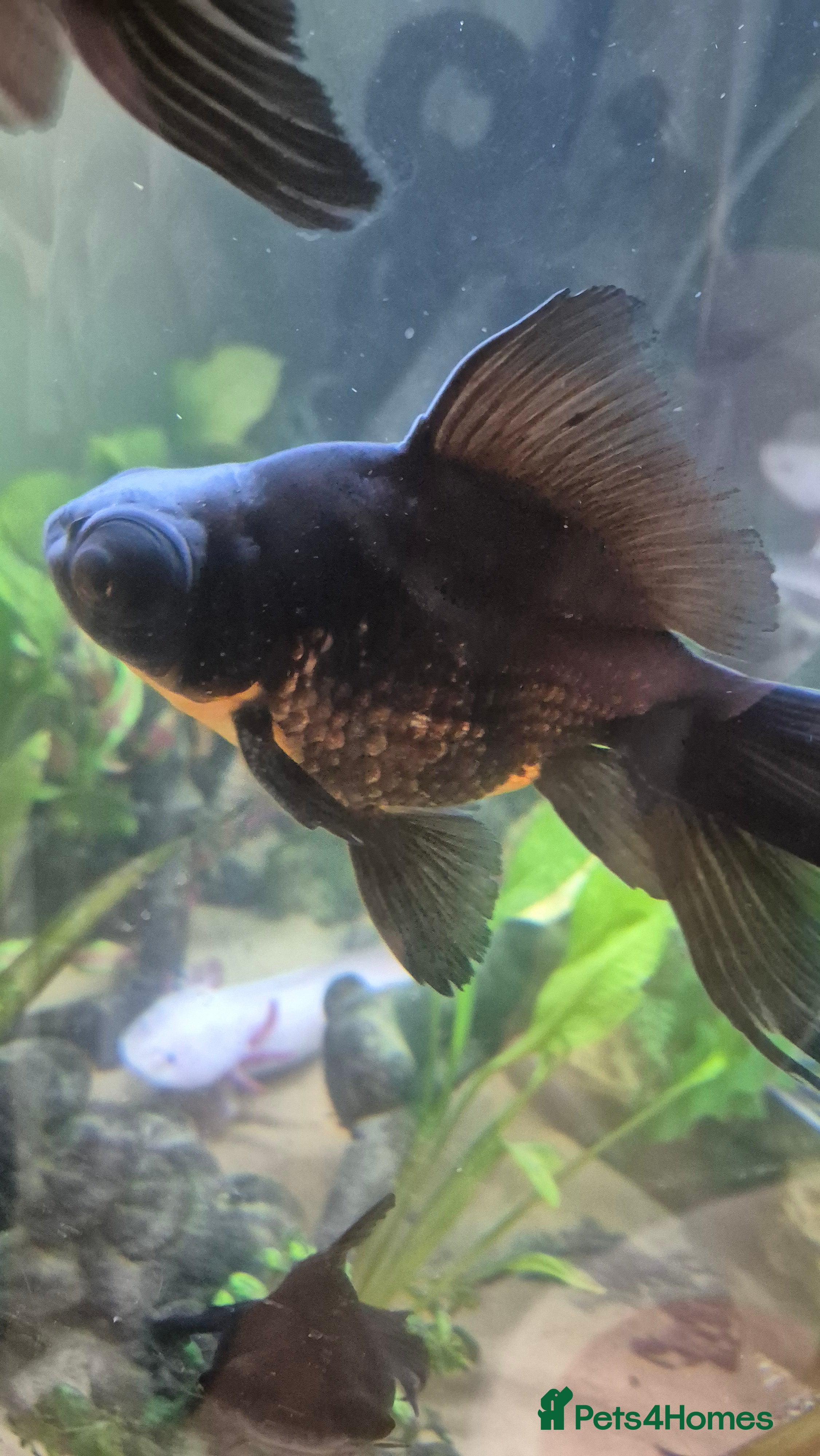 Fancy Goldfish fish Proven Breeding Pair of Black Moors - Advert 5
