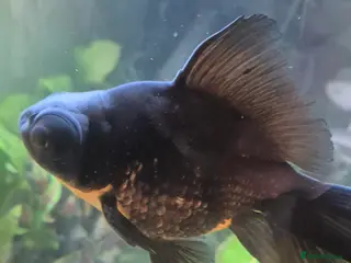 Fancy Goldfish fish Proven Breeding Pair of Black Moors - Advert 1