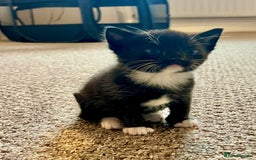 Domestic Shorthair cats for sale: Meet the Bean Salad – Our Little Litter! - Image 6
