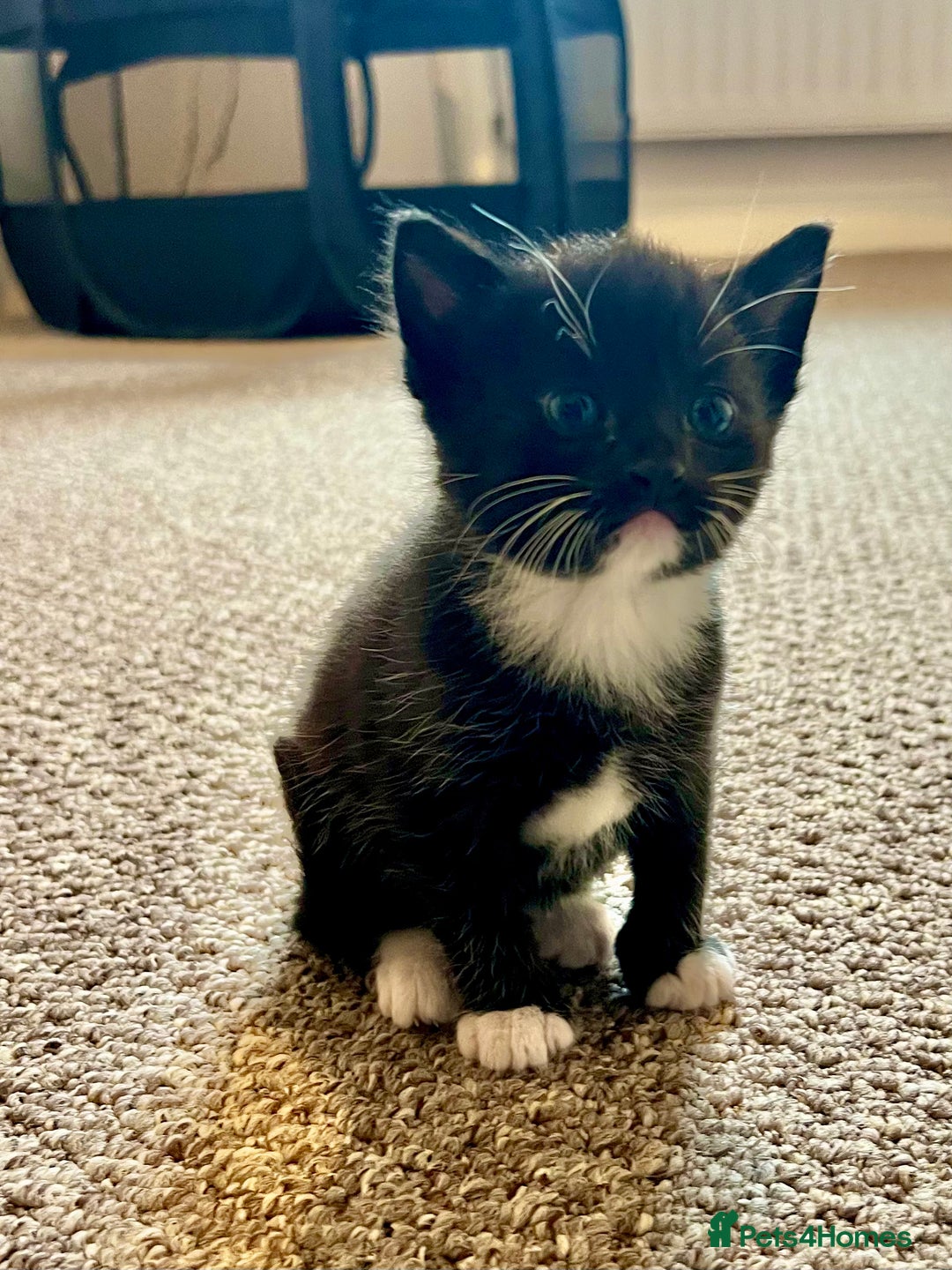 Domestic Shorthair cats for sale: Meet the Bean Salad – Our Little Litter! - Image 6