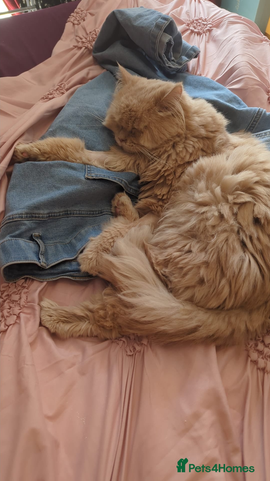 Persian cats for adoption: SIMBA TYPICAL PERSIAN BOY BEAUTIFUL MEDIUM ENERGY  - Image 9