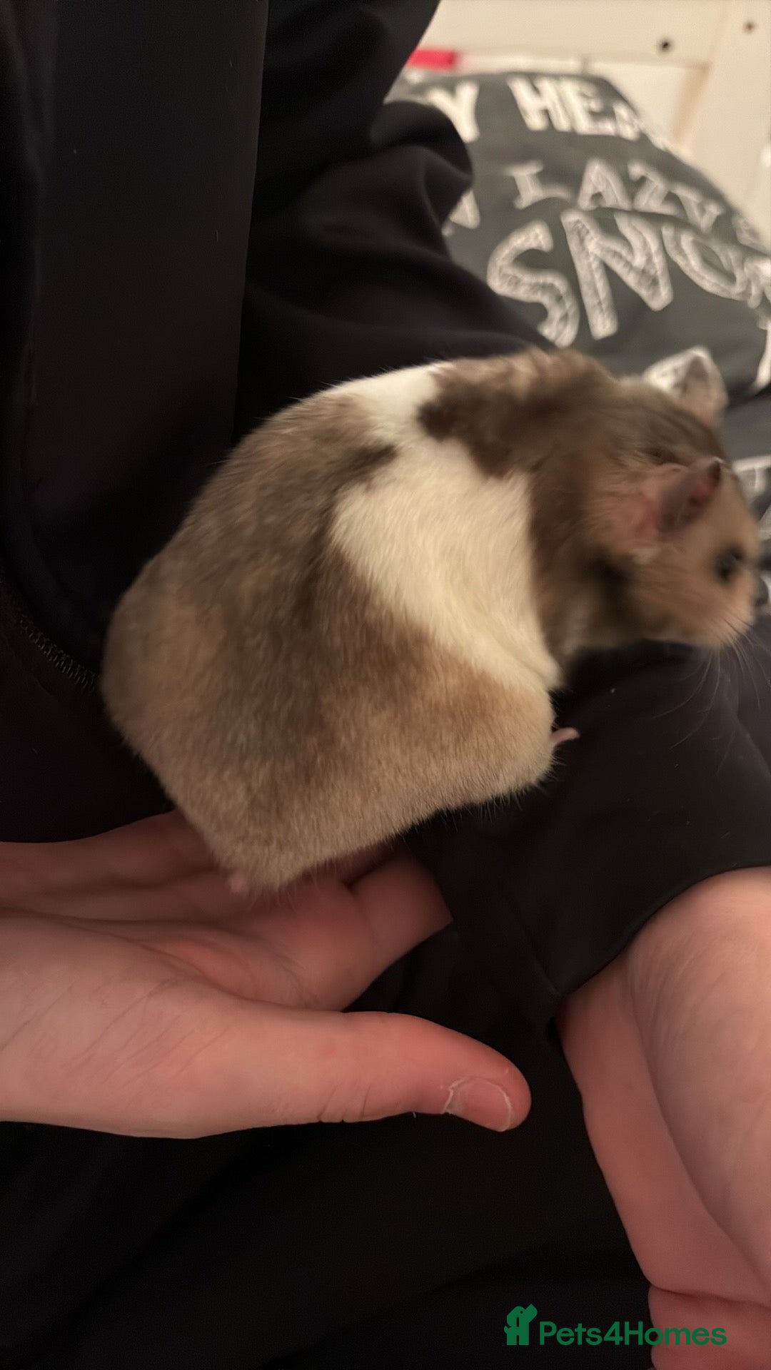 Hamster rodents Gorgeous Syrian hamster fancy mice available  - Advert 2