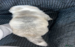 Akita dogs for sale: American Akita puppy’s  - Image 9