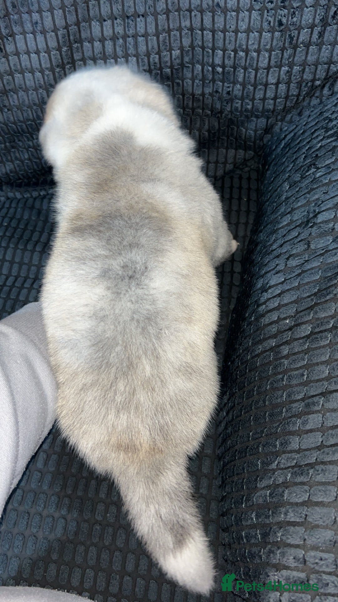 Akita dogs for sale: American Akita puppy’s  - Image 9
