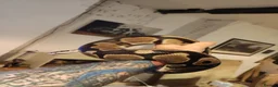 Python Snake reptiles for sale: Stunning Female Royal Python  in Neath - Advert 4