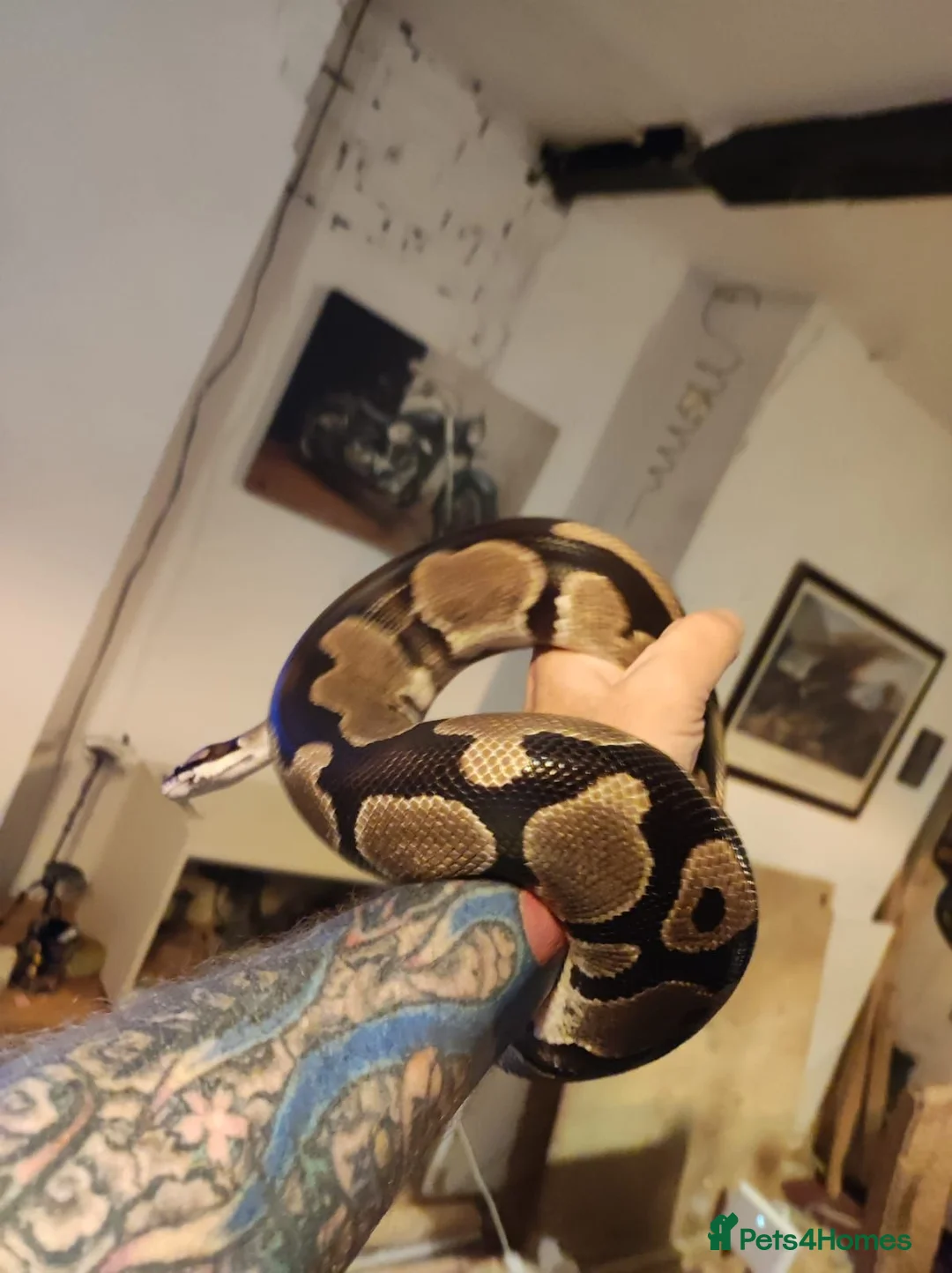 Python Snake reptiles for sale: Stunning Female Royal Python  in Neath - Advert 4
