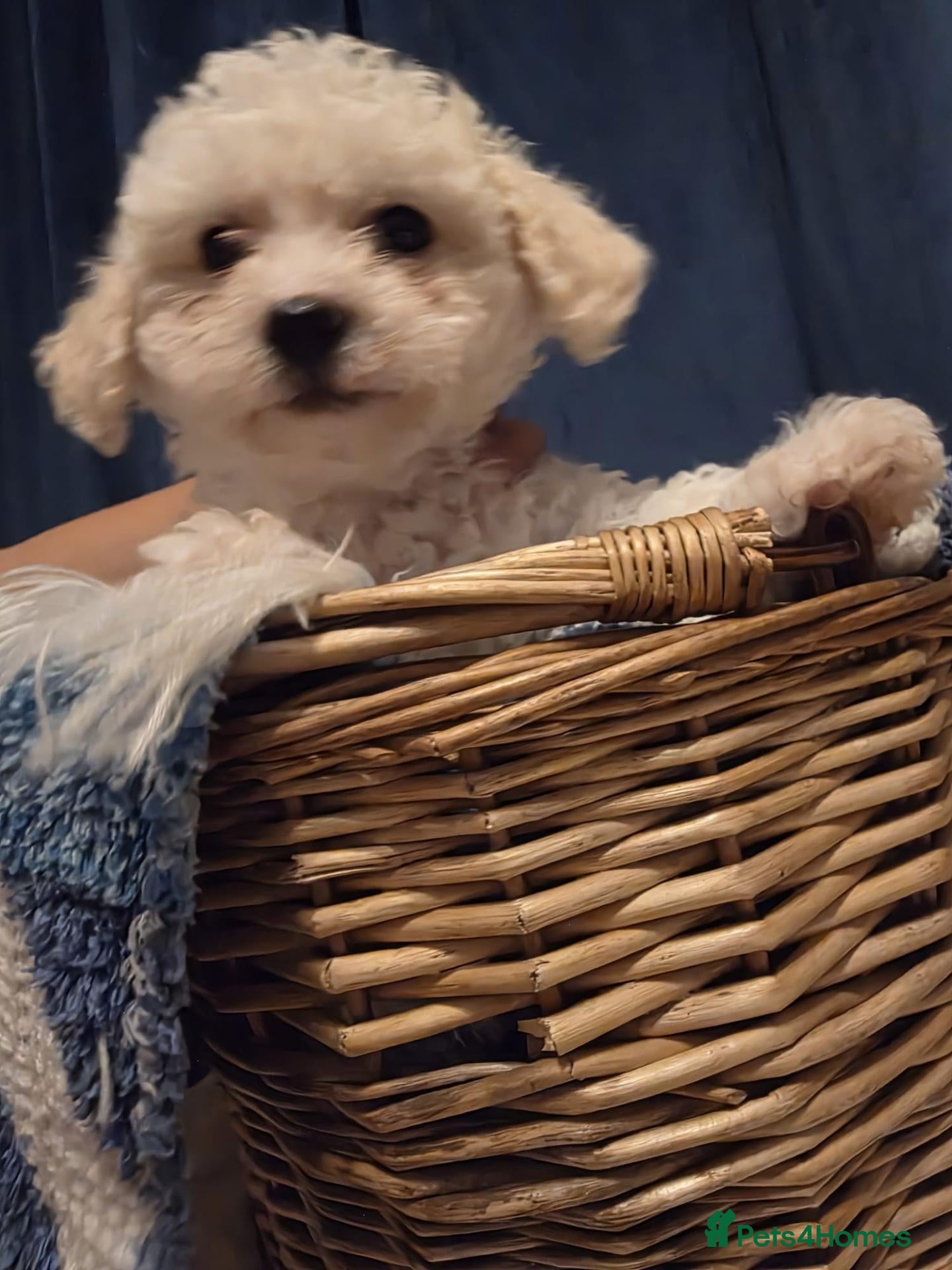 Maltese dogs Maltese  - Advert 8