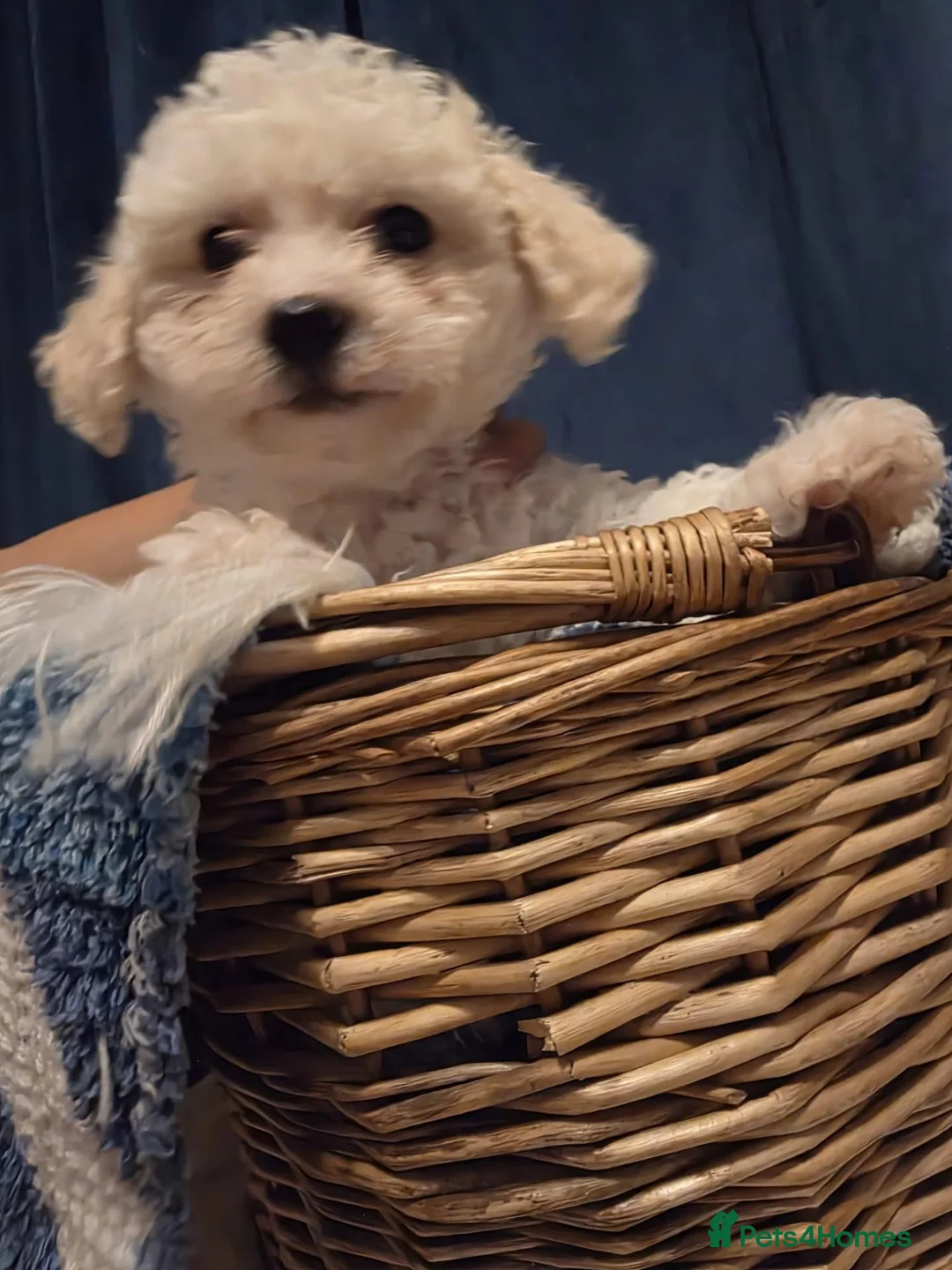 Maltese dogs for sale: Maltese  - Advert 1