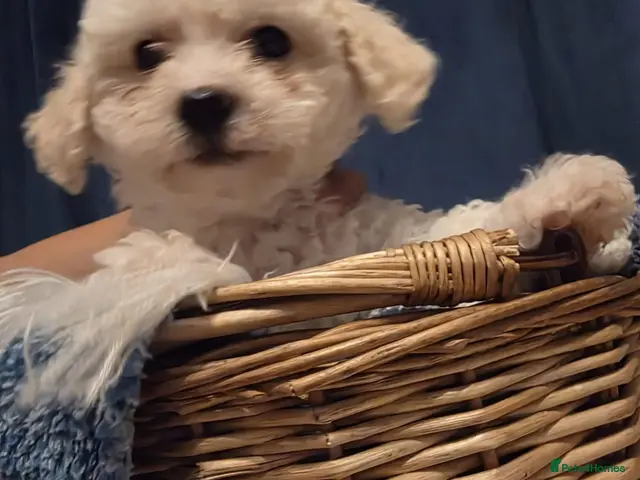 Maltese dogs Maltese - Advert 5