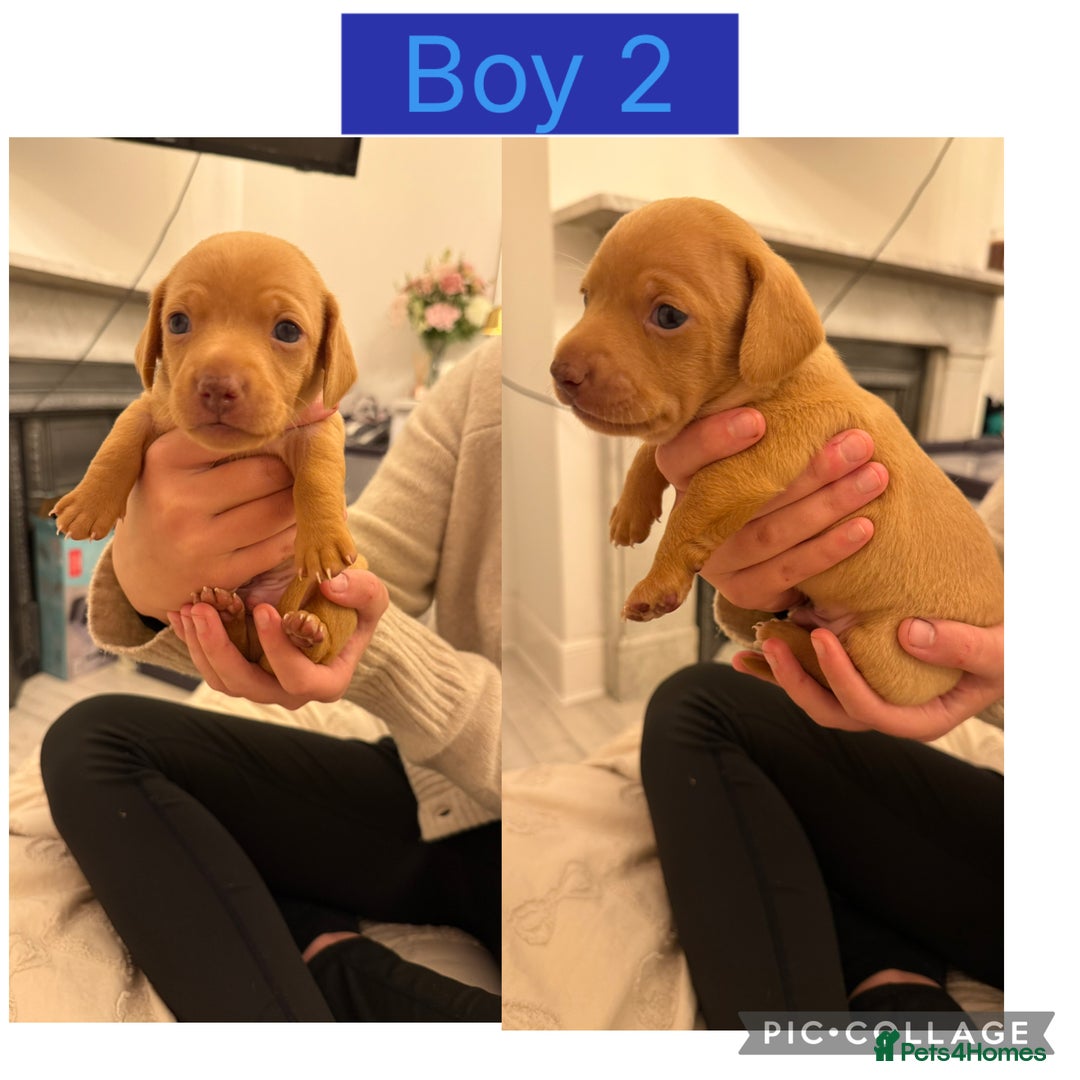 Dachshund dogs for sale: Beautiful Dachshund puppies - Advert 5