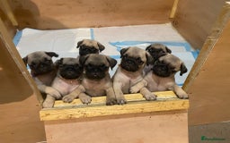 Pug dogs for sale: Stunning Fawn Pug KC Registered Litter - Image 21