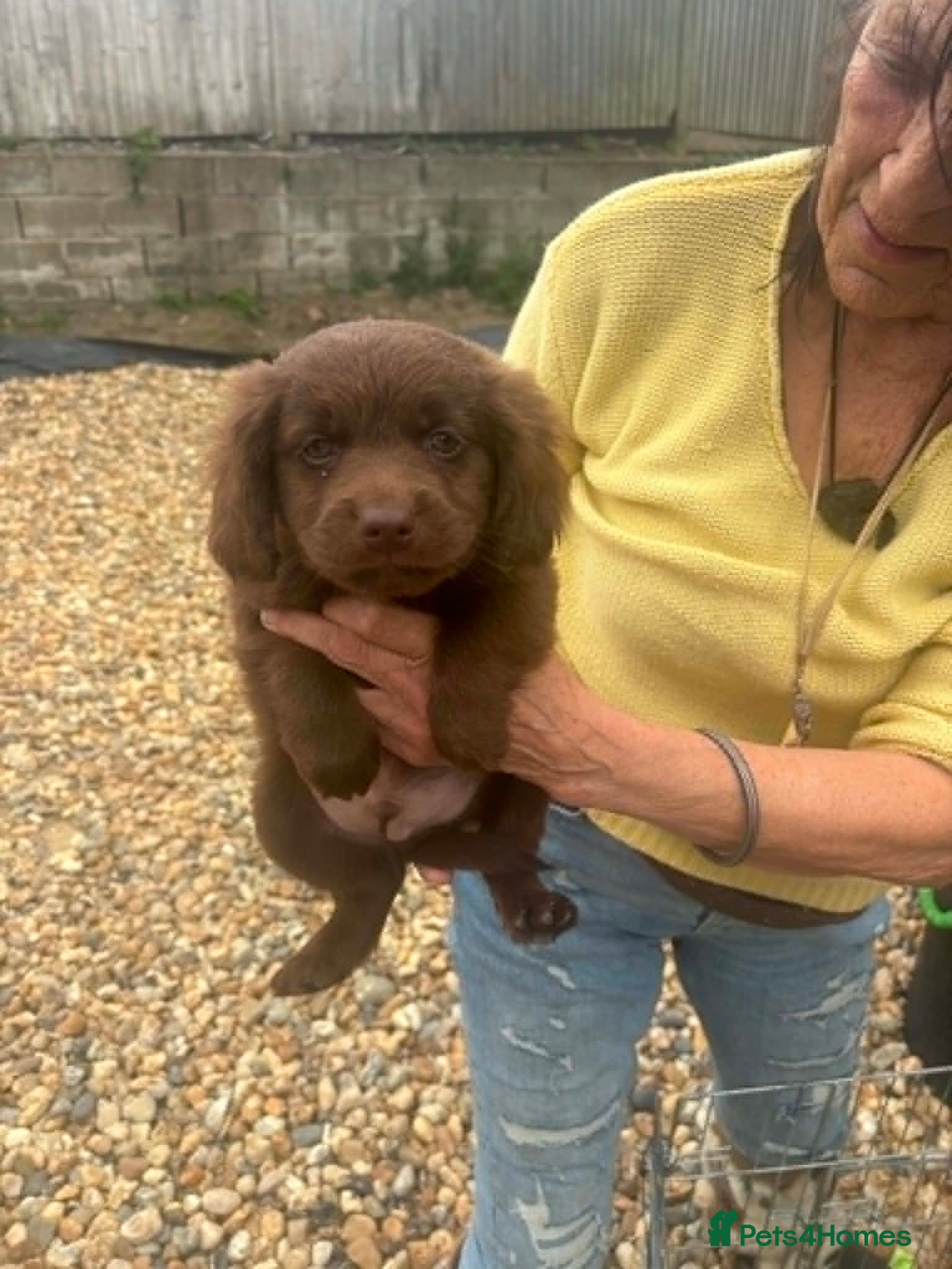 Mixed Breed dogs Cockeranians ! 5 girls 2 boys - Advert 2