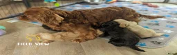 Cavapoo dogs for sale: F1 Cavapoo pups, extensively health tested parents - Advert 8