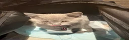 British Shorthair cats for sale: British Shorthair kittens  - Advert 11