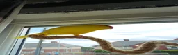 Parakeets birds for sale: 3 Kakarki parrots  in Durham - Advert 5