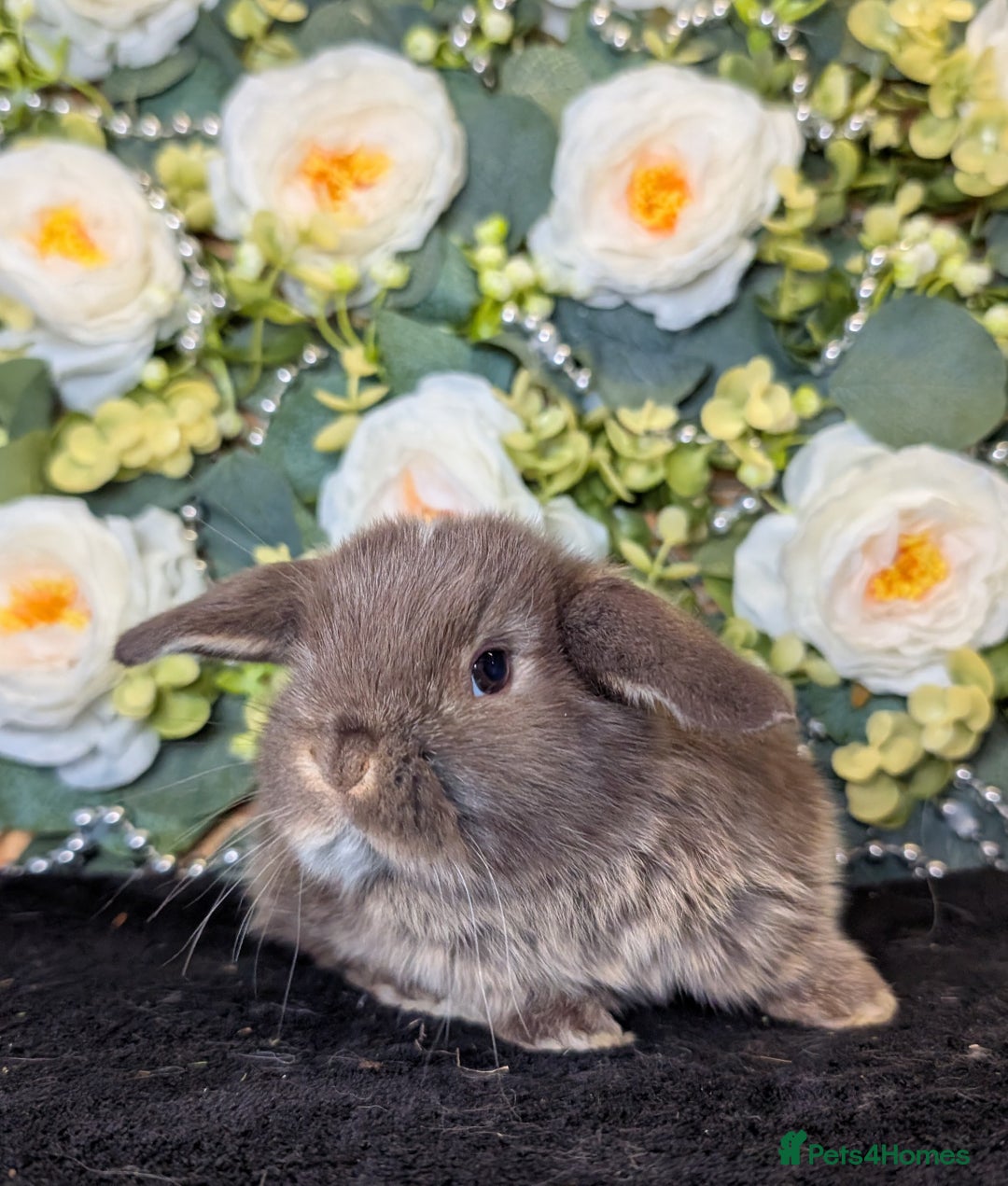 Mini Lop rabbits for sale: ❤️Stunning mini lop babies❤️ - Advert 21