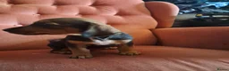 Jackshund dogs for sale: Miniature dachshund x miniature jack russell pups - Advert 9