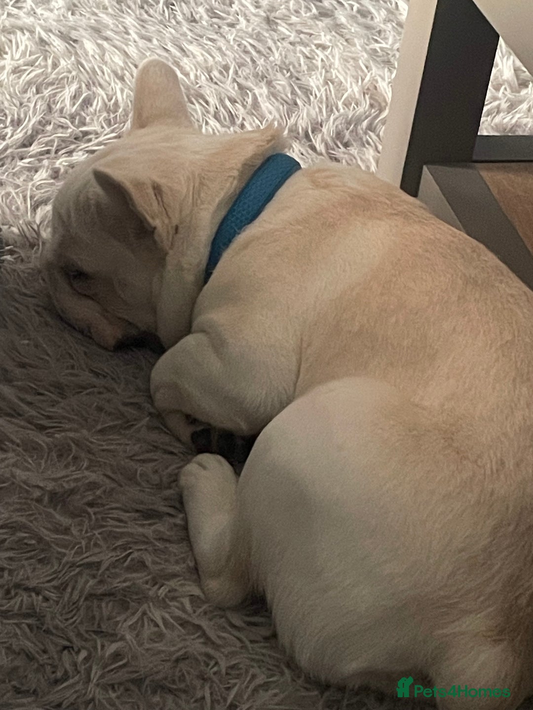 French Bulldog dogs for sale: 7 Month old Frenchie  - Image 4