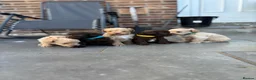 Maltipoo dogs for sale: Outstanding toy malti-poo - Advert 8