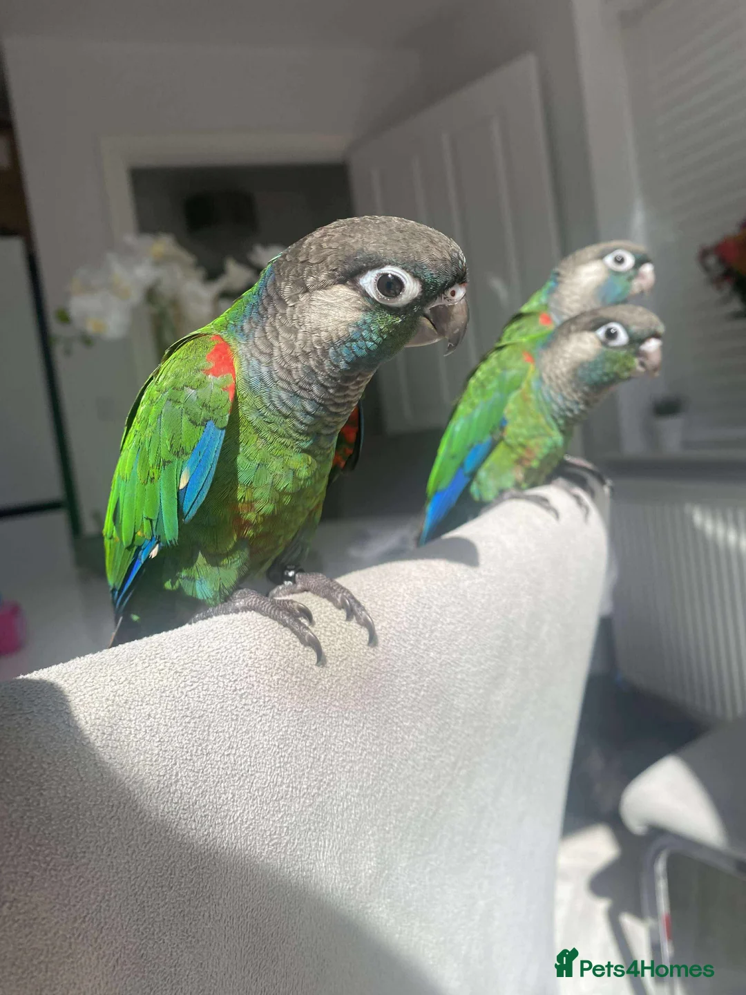 Conures birds for sale: Hand reared silly tame conures!  - Advert 10