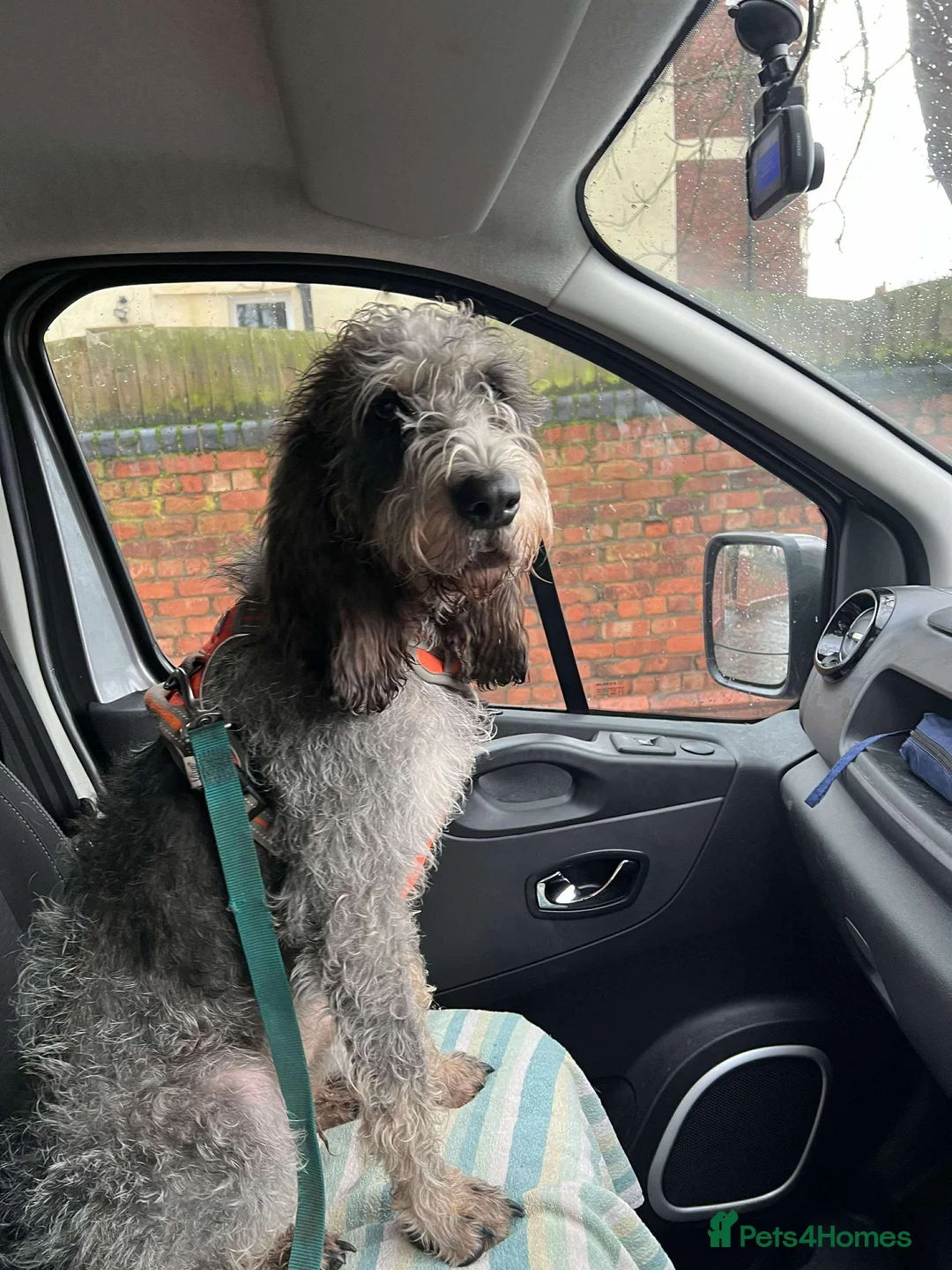 Mixed Breed dogs for adoption: Beautiful Griffon Bleu de Gascogne for adoption - Advert 2